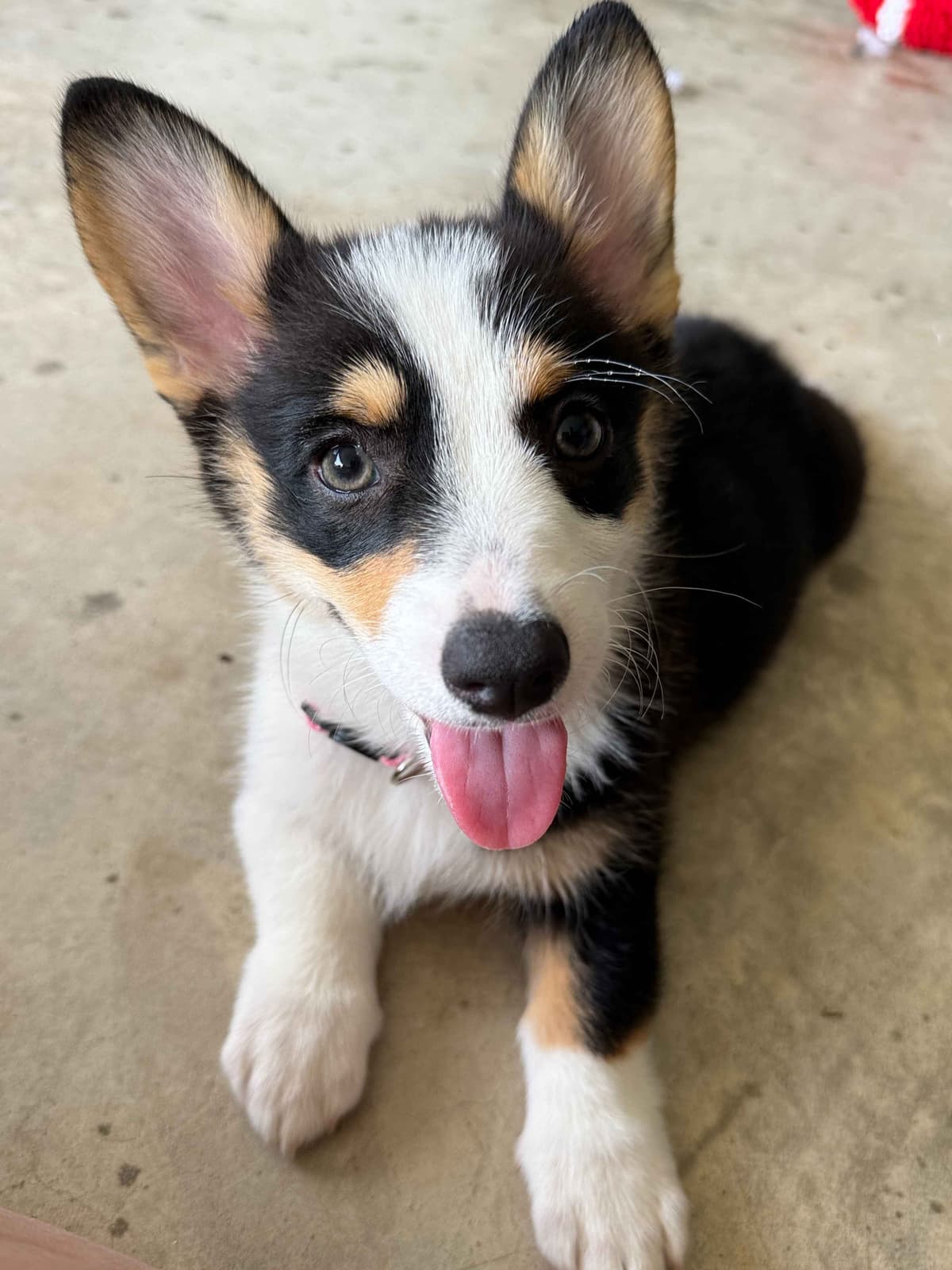 Pembroke Welsh Corgi Puppies breeder image 13