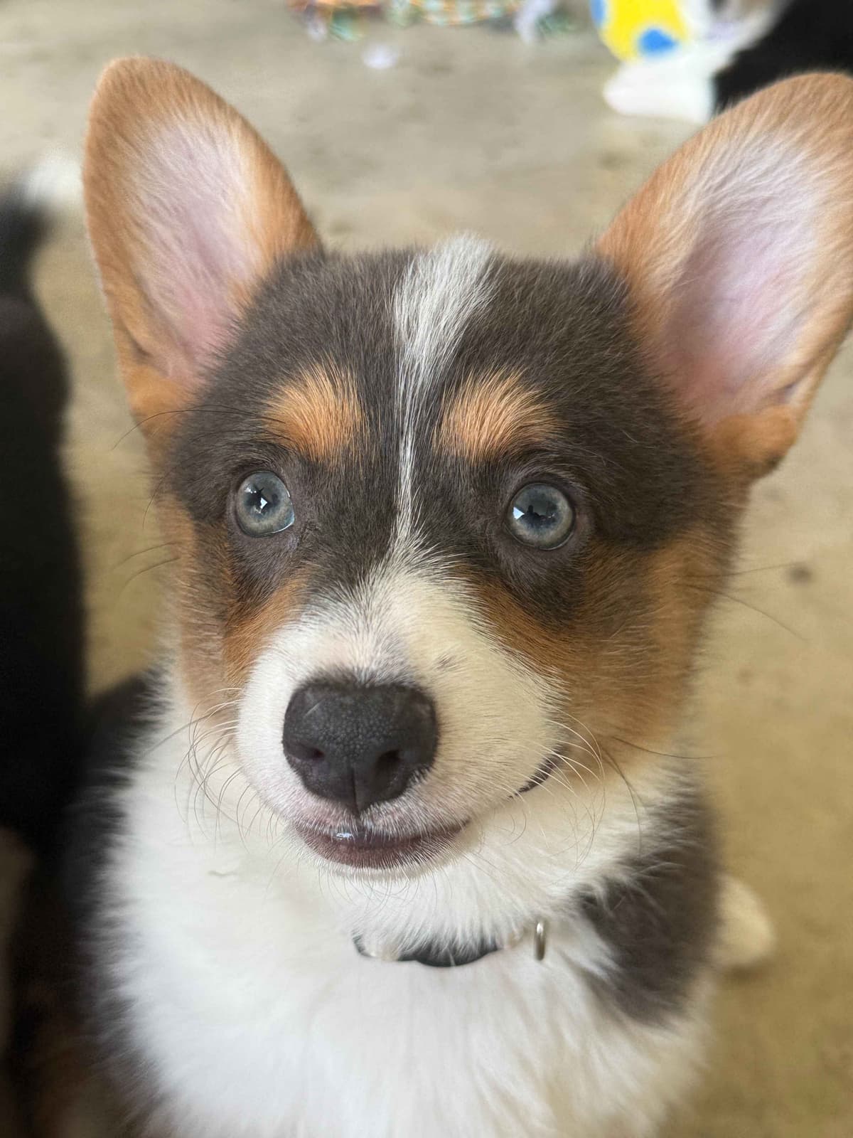 Pembroke Welsh Corgi Puppies breeder image 15