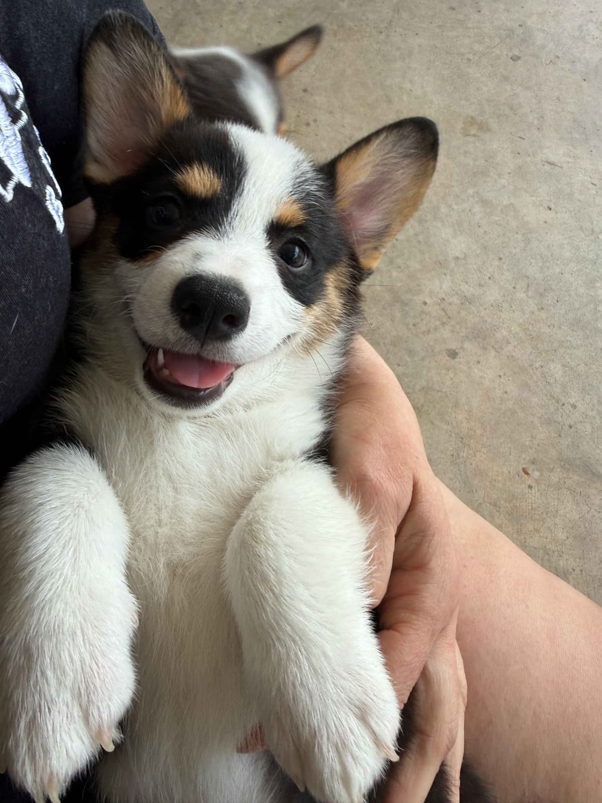 Pembroke Welsh Corgi Puppies breeder image 17