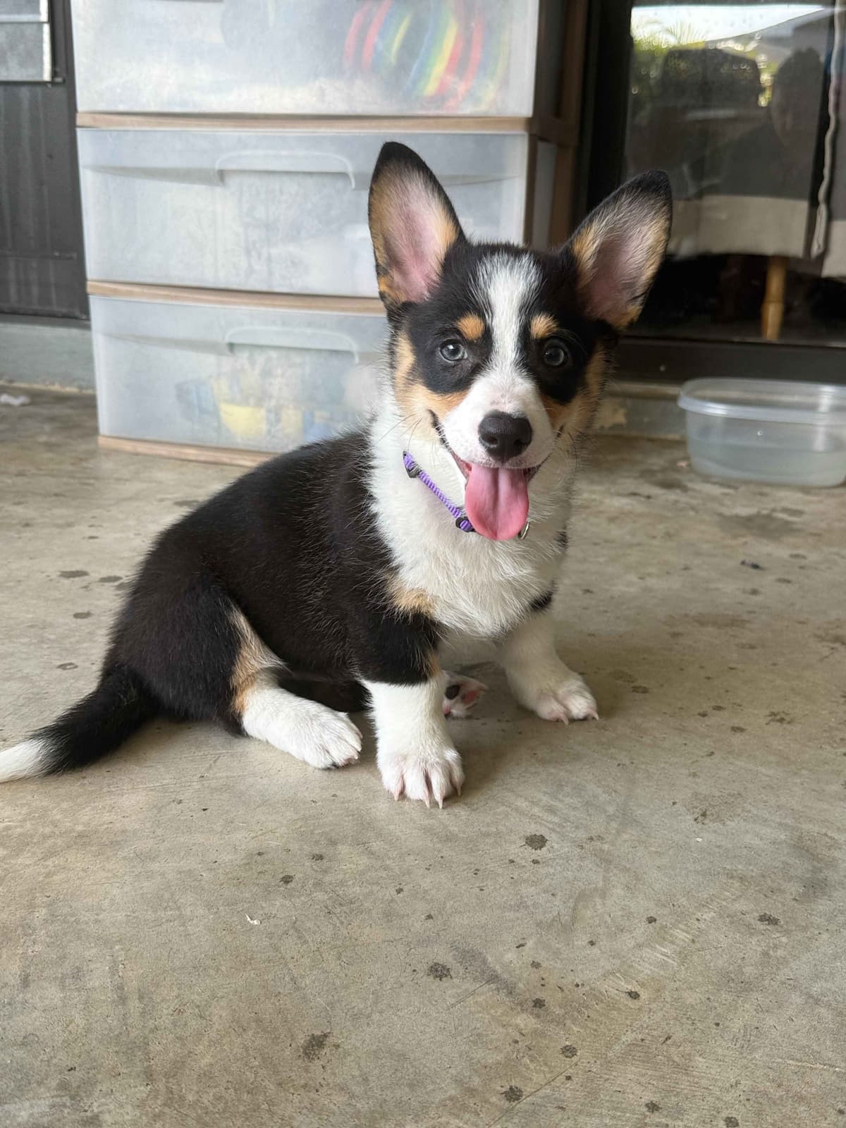 Pembroke Welsh Corgi Puppies breeder image 19