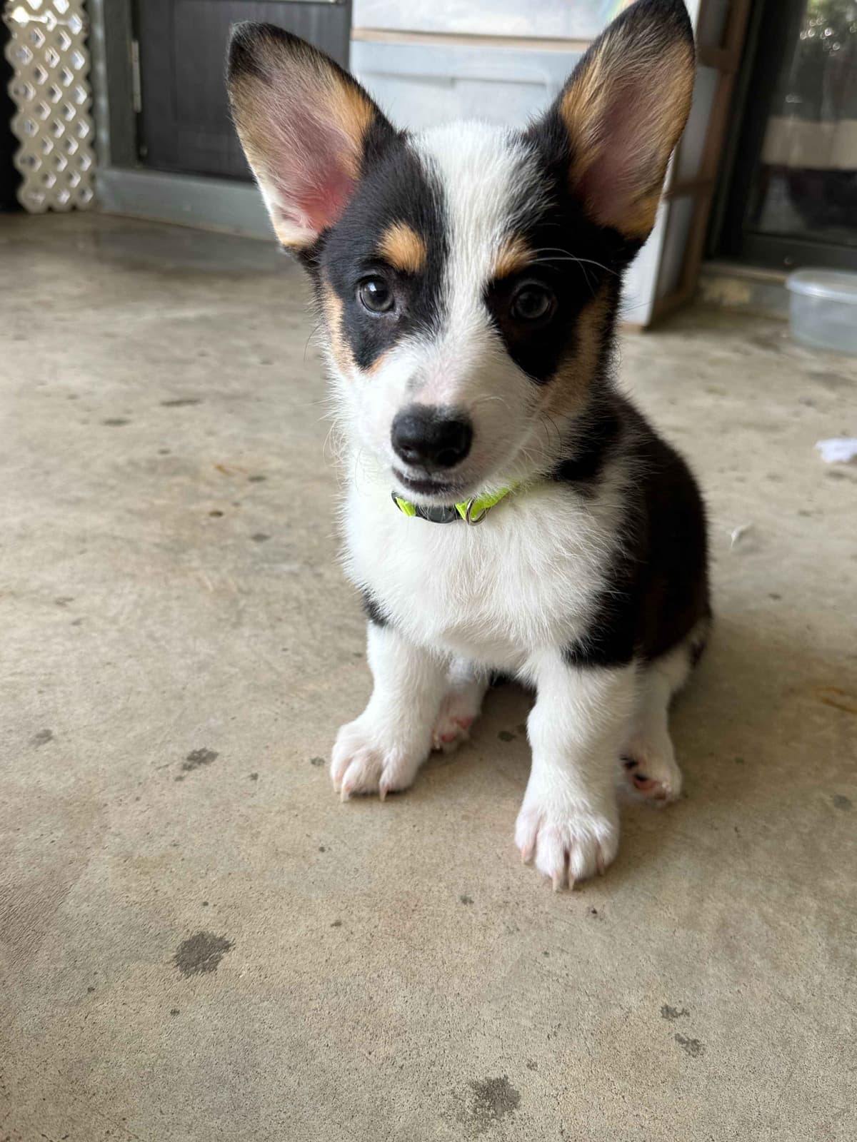 Pembroke Welsh Corgi Puppies breeder image 22