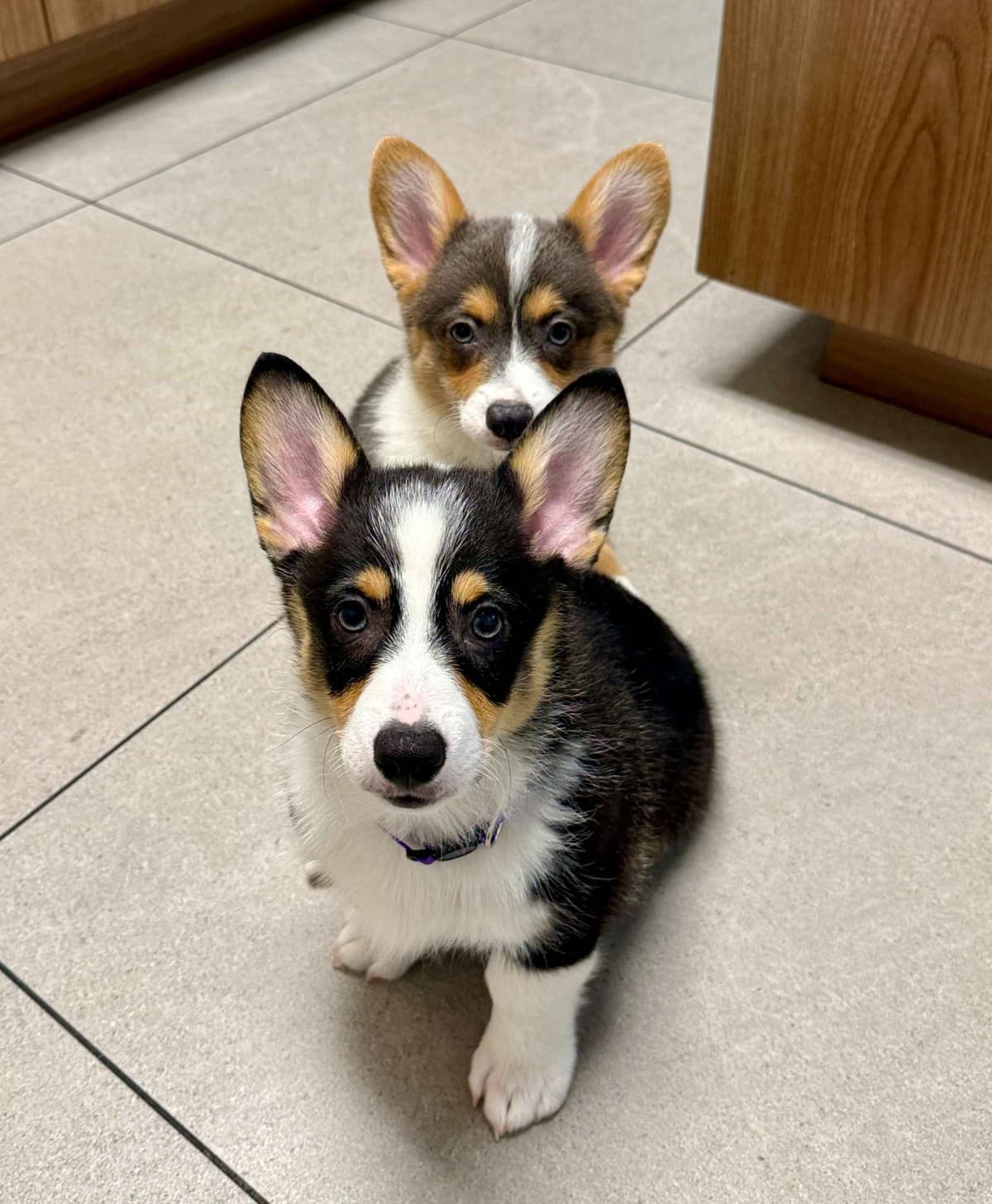 Pembroke Welsh Corgi Puppies breeder image 20