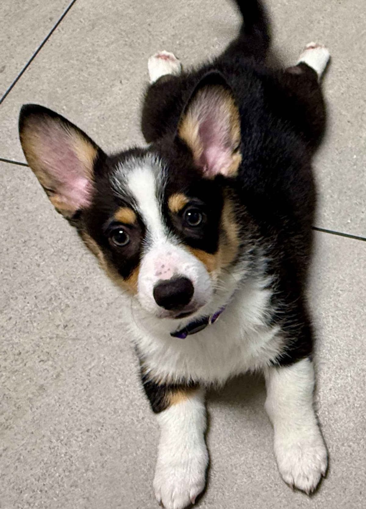 Pembroke Welsh Corgi Puppies breeder image 21