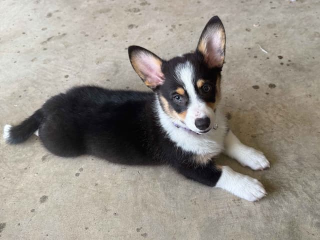 Pembroke Welsh Corgi Puppies media 4