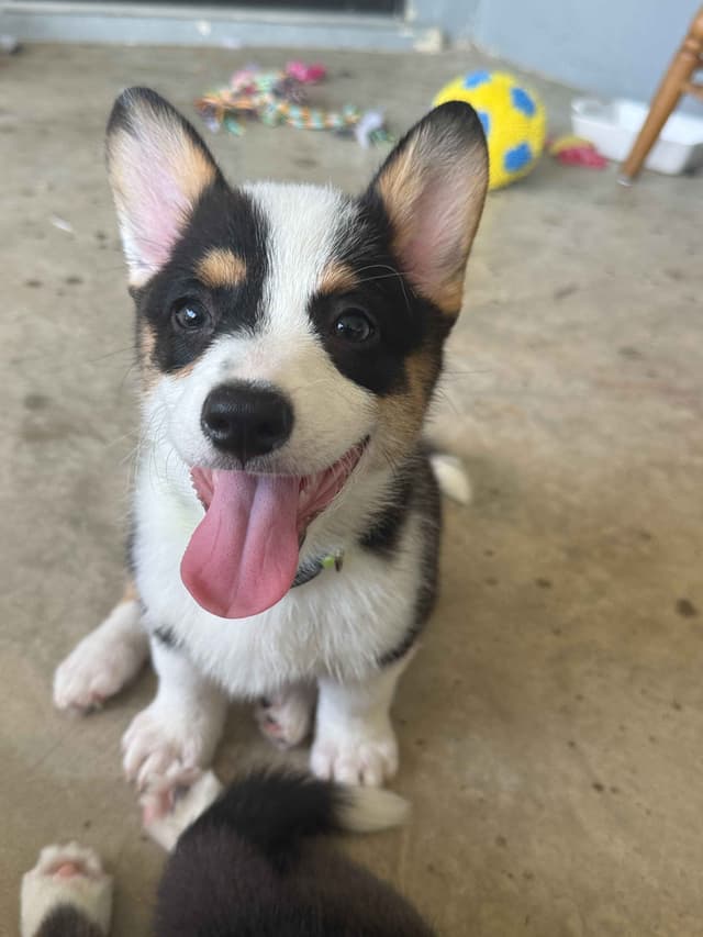 Pembroke Welsh Corgi Puppies media 5