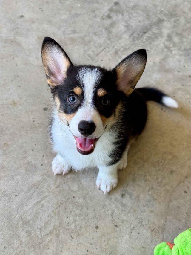 Pembroke Welsh Corgi Puppies media 6
