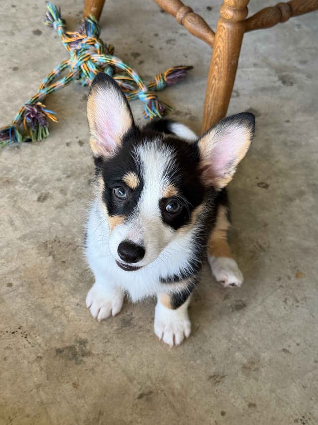Pembroke Welsh Corgi Puppies media 7