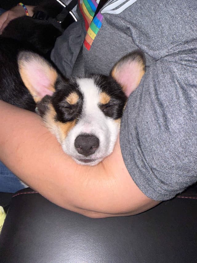 Pembroke Welsh Corgi Puppies media 8