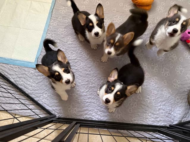 Pembroke Welsh Corgi Puppies media 10