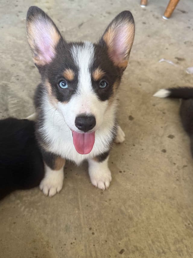 Pembroke Welsh Corgi Puppies media 11