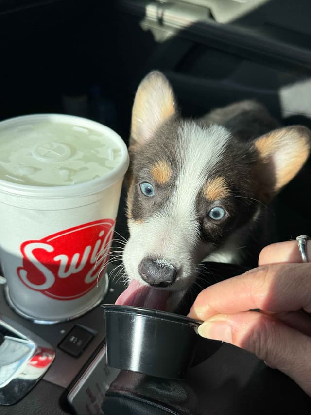 Pembroke Welsh Corgi Puppies media 12