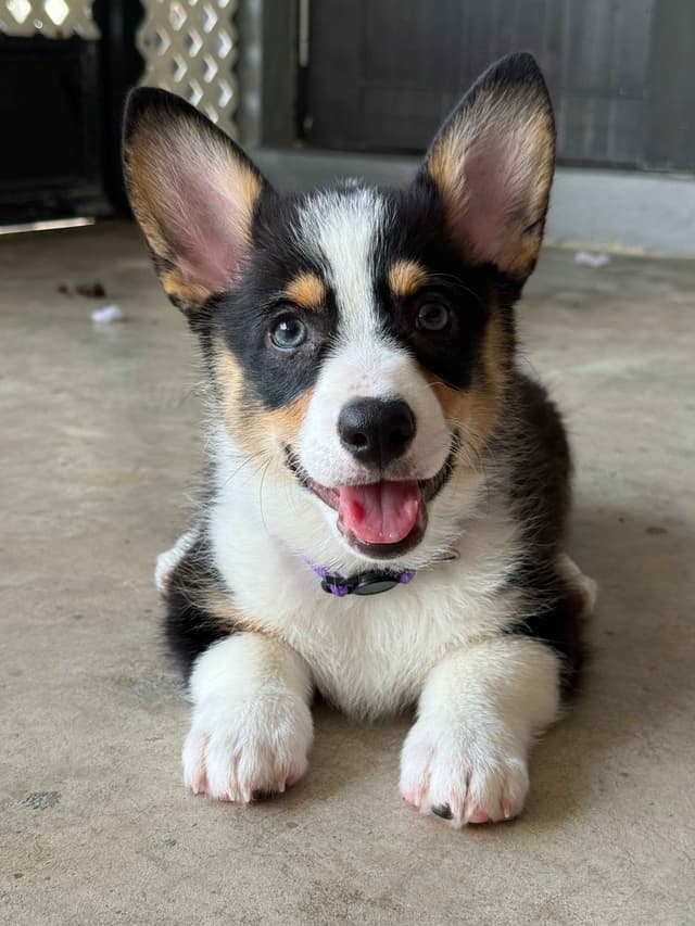 Pembroke Welsh Corgi Puppies media 14