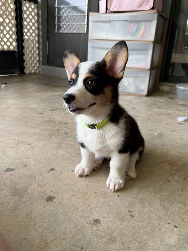 Pembroke Welsh Corgi Puppies media 17