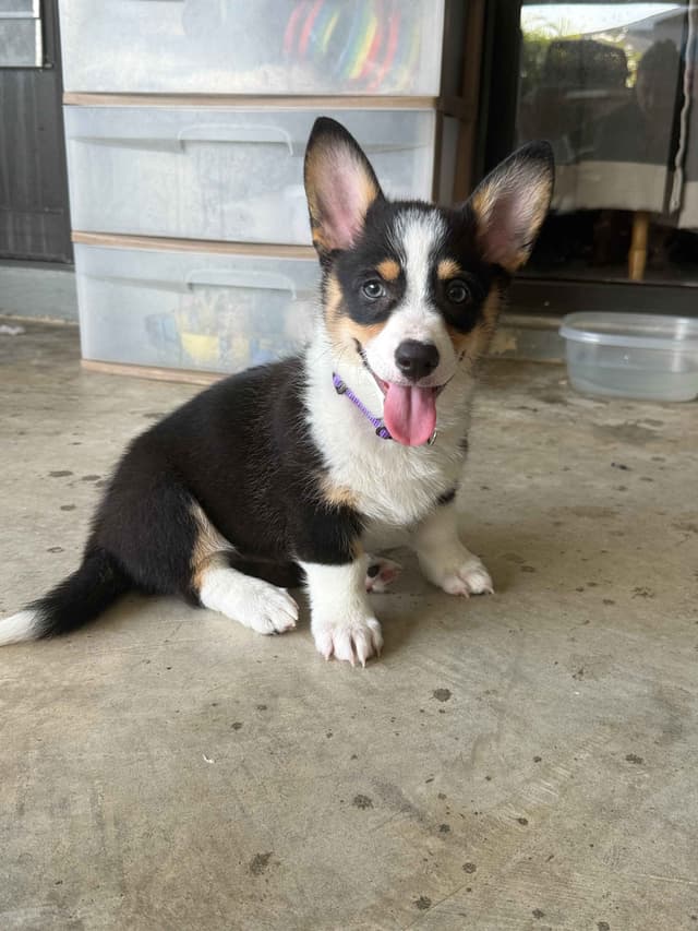 Pembroke Welsh Corgi Puppies media 18