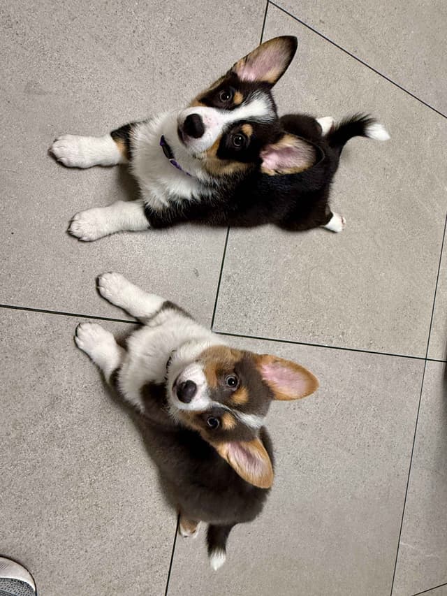 Pembroke Welsh Corgi Puppies media 19