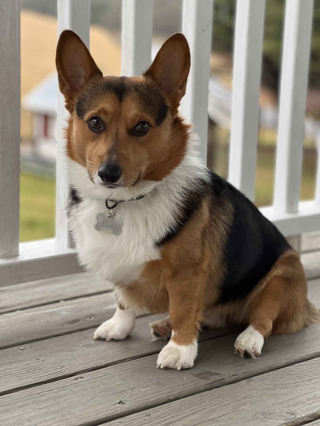 Pembroke Welsh Corgi Puppies media 20