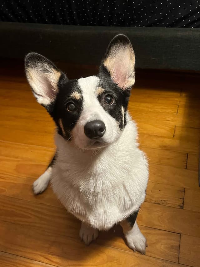 Pembroke Welsh Corgi Puppies media 21