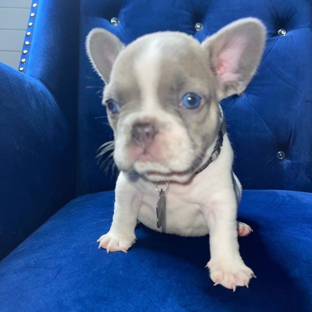 French Bulldog Puppies breeder image 5