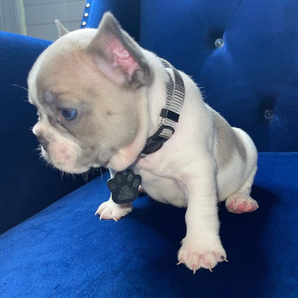 French Bulldog Puppies breeder image 6