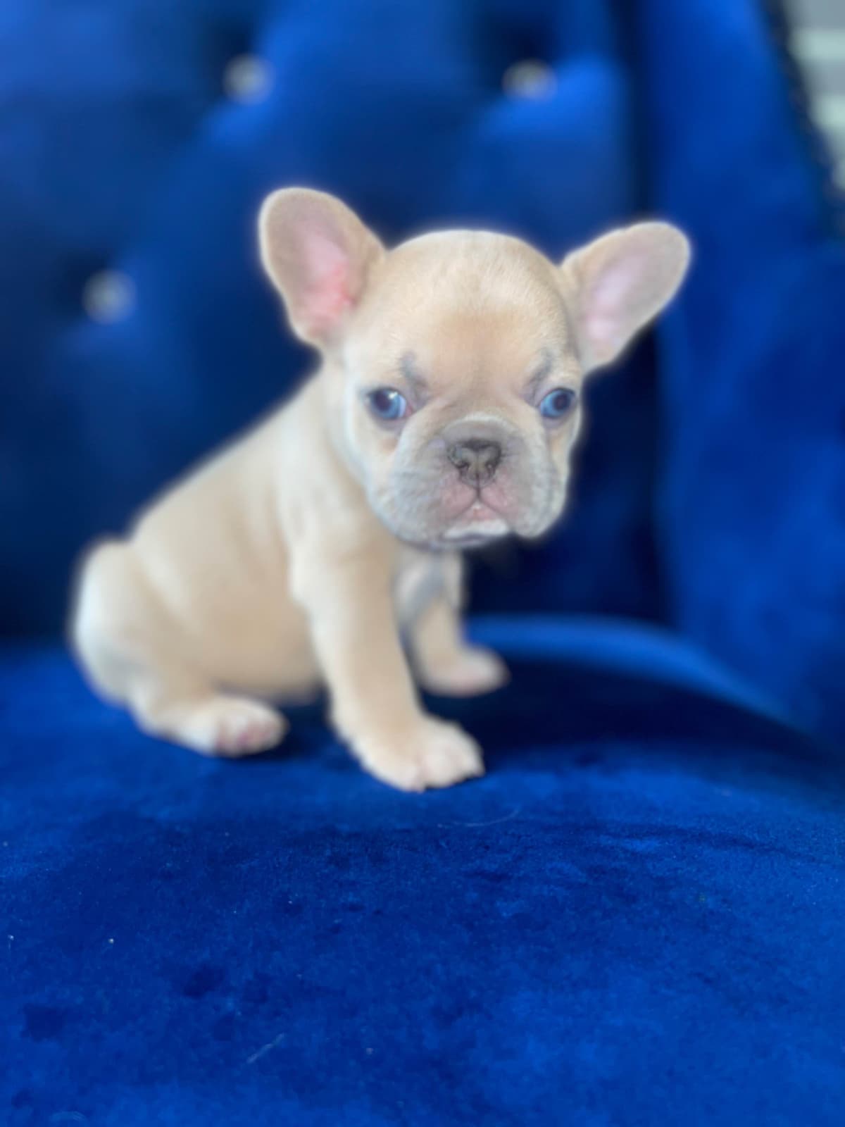 French Bulldog Puppies breeder image 7
