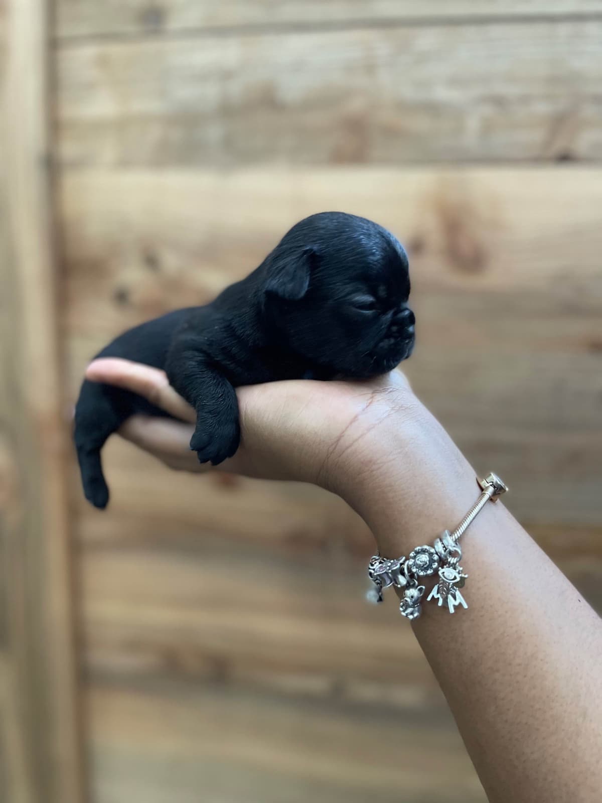 French Bulldog Puppies breeder image 8