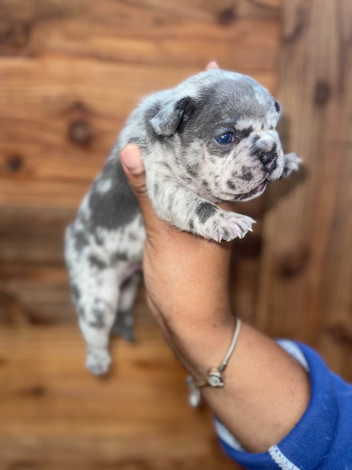 French Bulldog Puppies breeder image 10