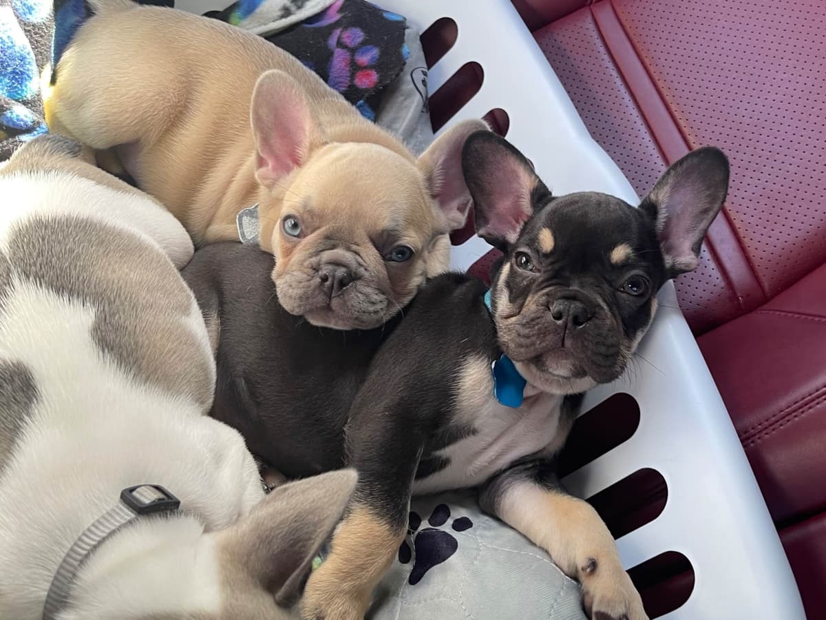 French Bulldog Puppies breeder image 11