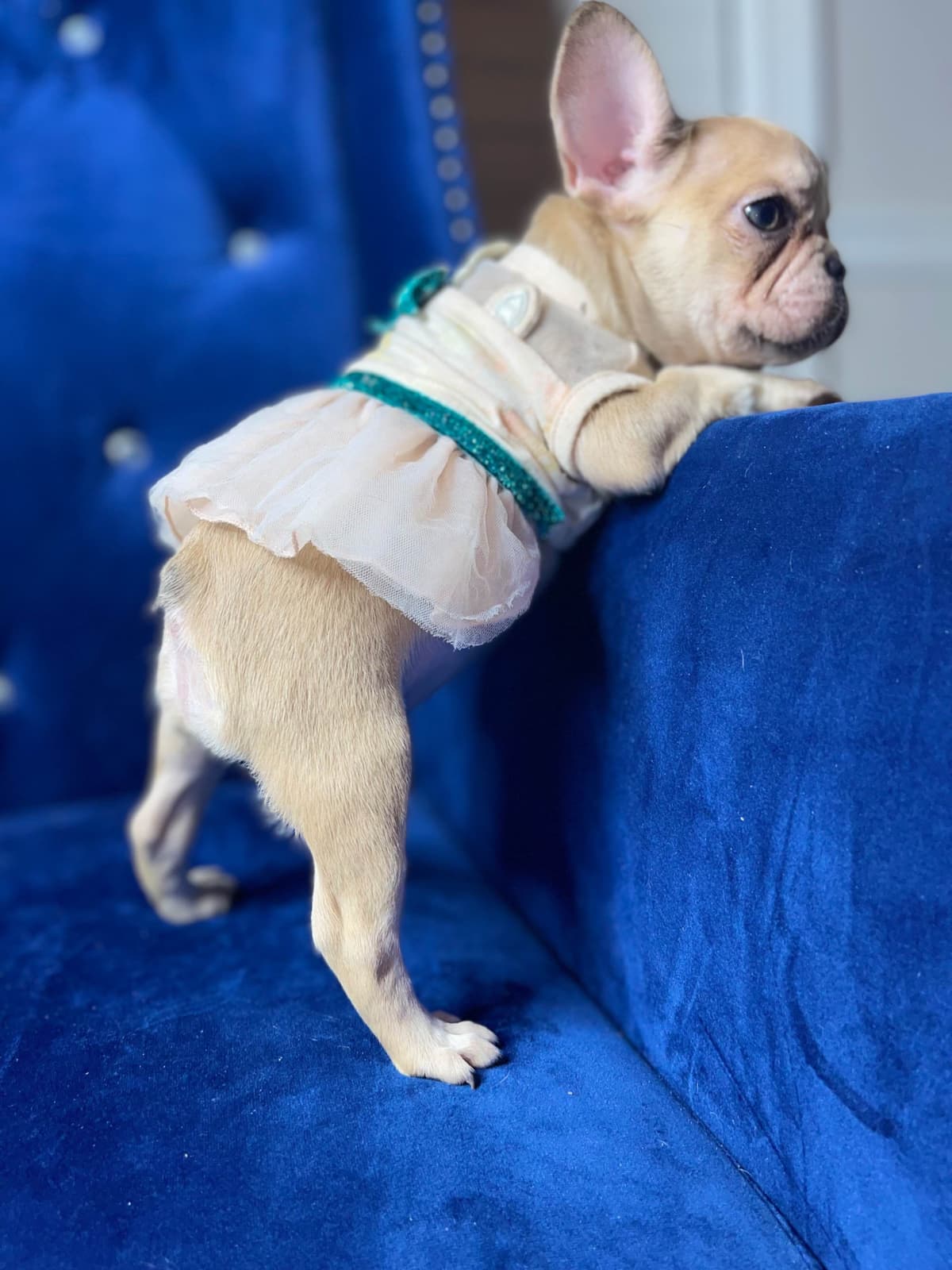 French Bulldog Puppies breeder image 13