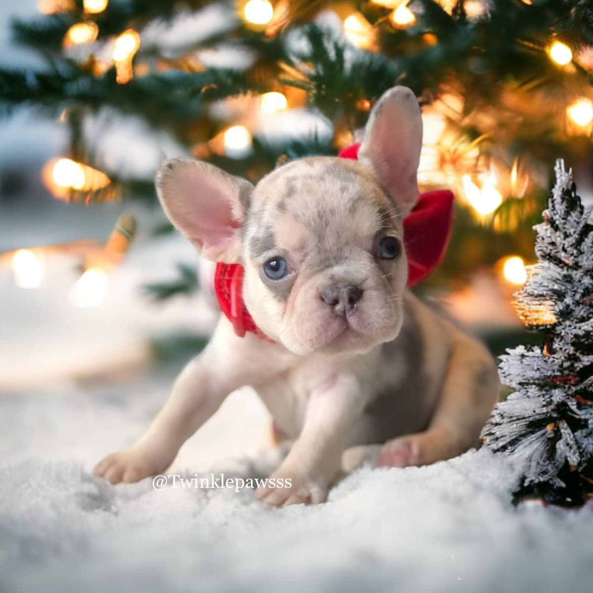 French Bulldog Puppies breeder image 15