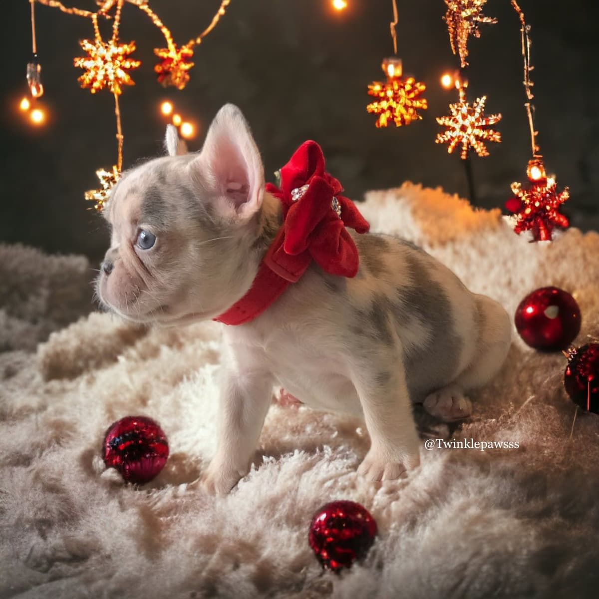 French Bulldog Puppies breeder image 16