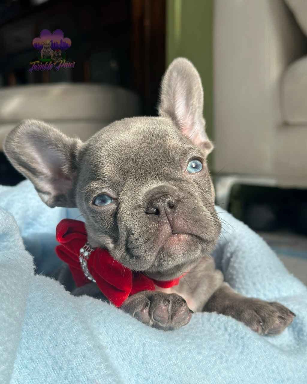 French Bulldog Puppies breeder image 3