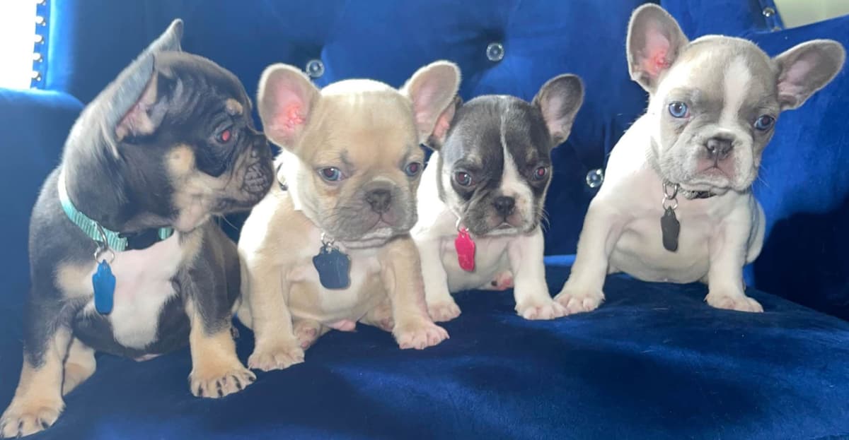French Bulldog Puppies breeder image 18