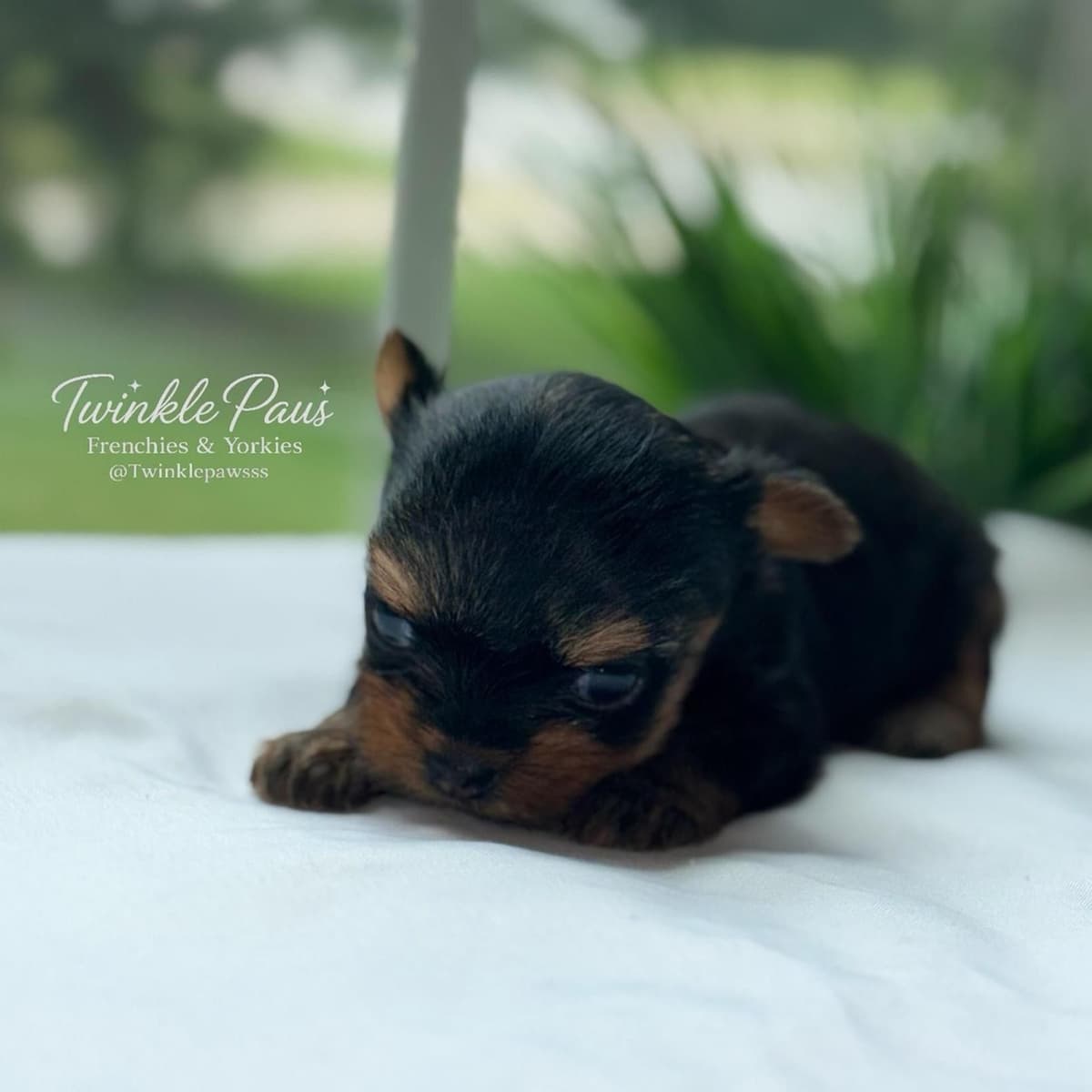 French Bulldog Puppies breeder image 1