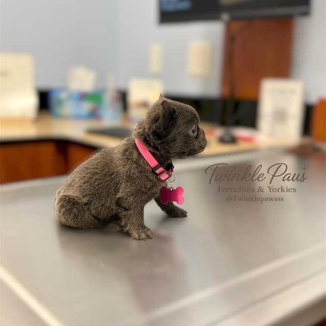 French Bulldog Puppies media 3