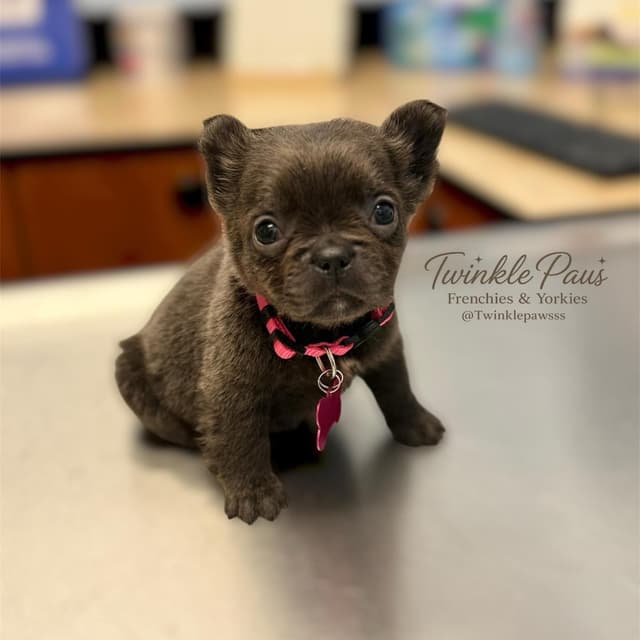 French Bulldog Puppies media 4