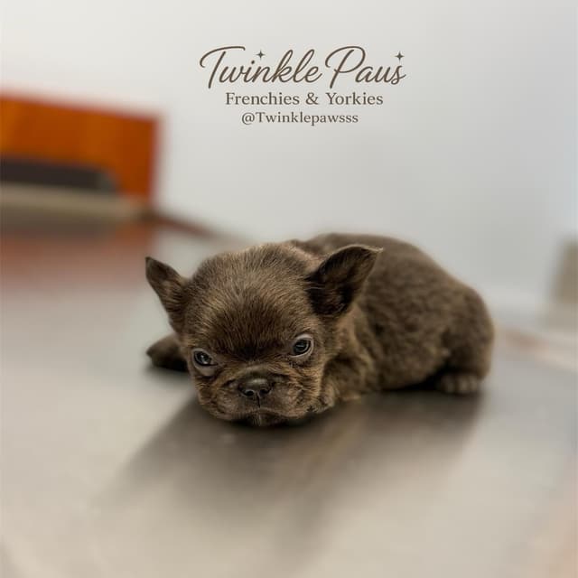 French Bulldog Puppies media 5