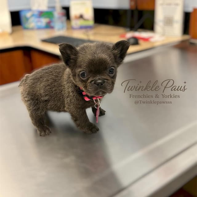 French Bulldog Puppies media 2