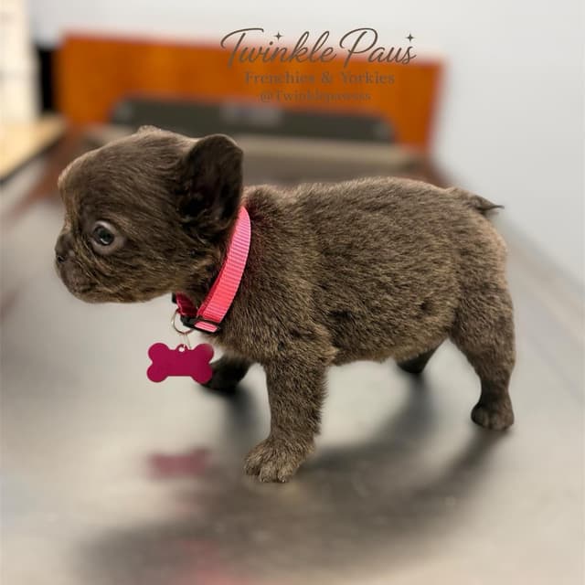French Bulldog Puppies media 7