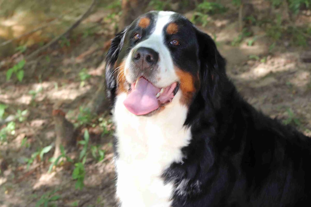 Bernese Mountain Dog Puppies breeder image 7