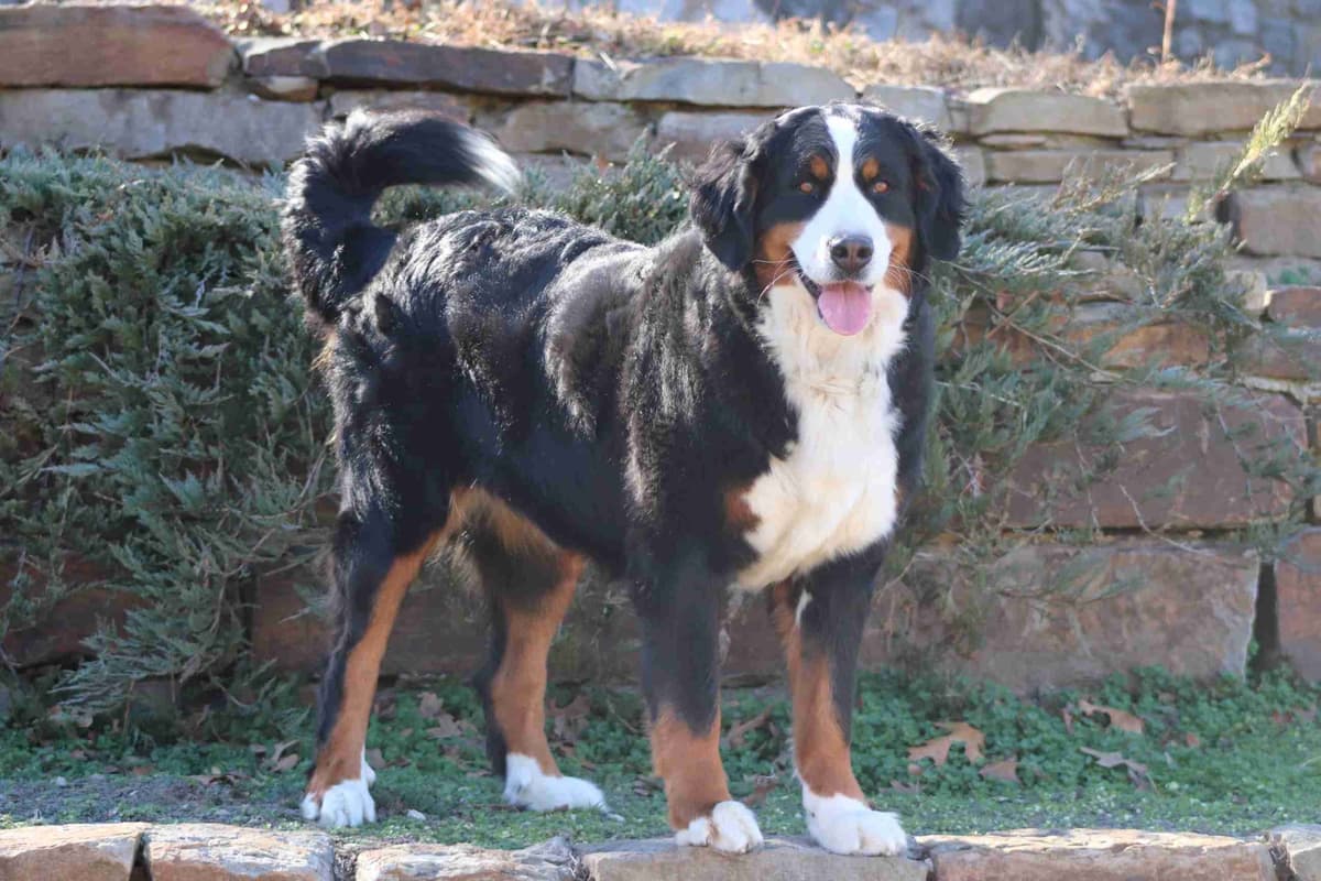 Bernese Mountain Dog Puppies breeder image 6