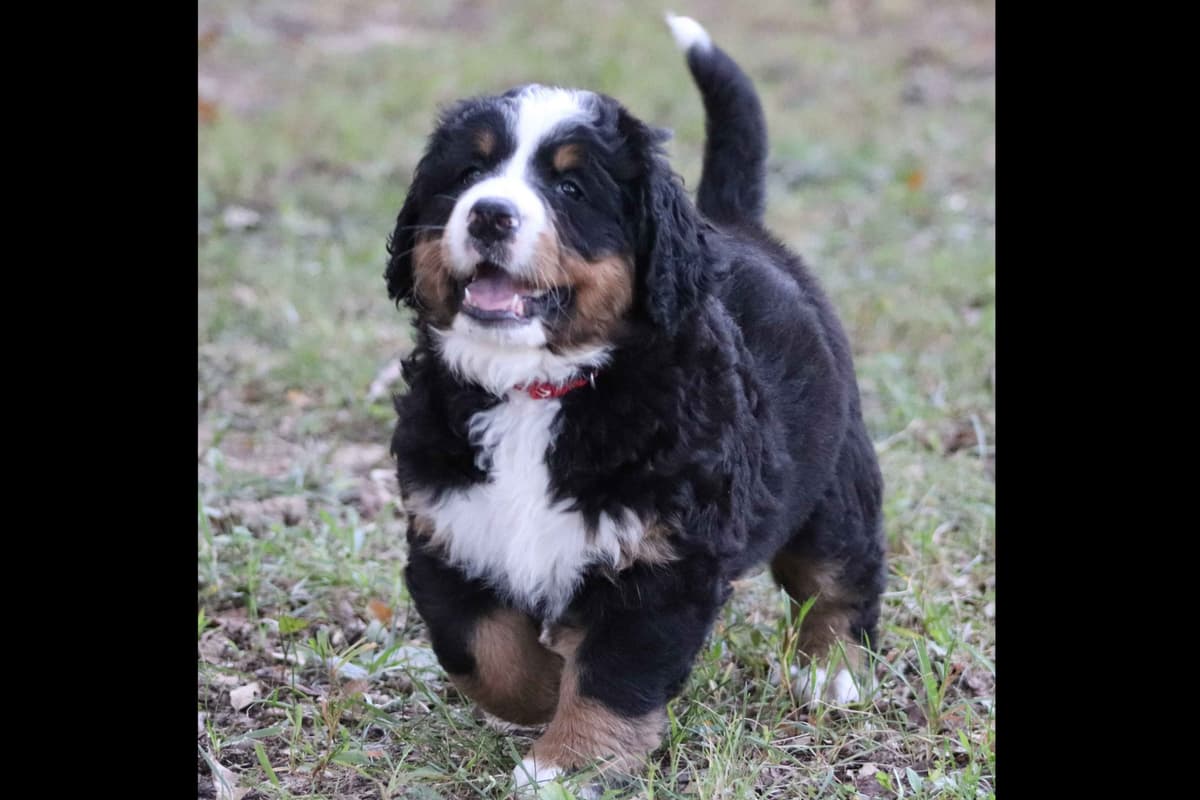 Bernese Mountain Dog Puppies breeder image 19