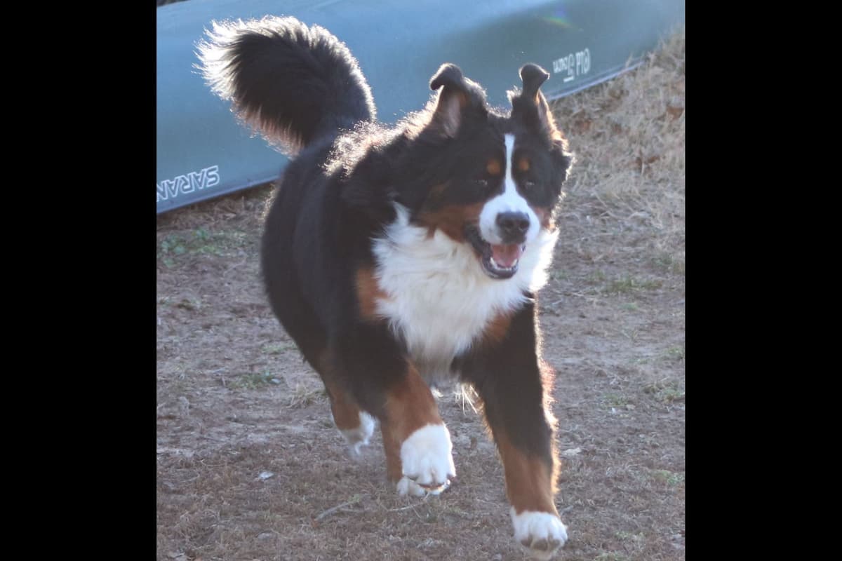 Bernese Mountain Dog Puppies breeder image 3