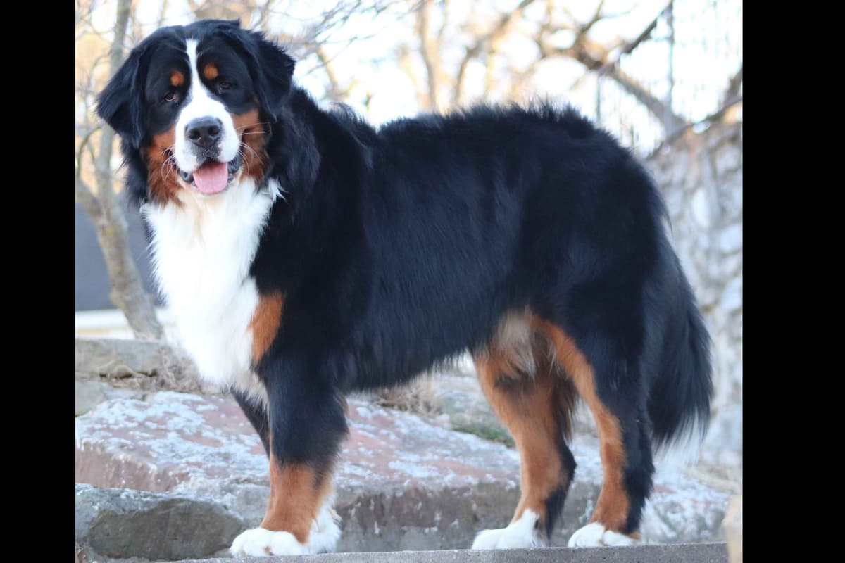Bernese Mountain Dog Puppies breeder image 2