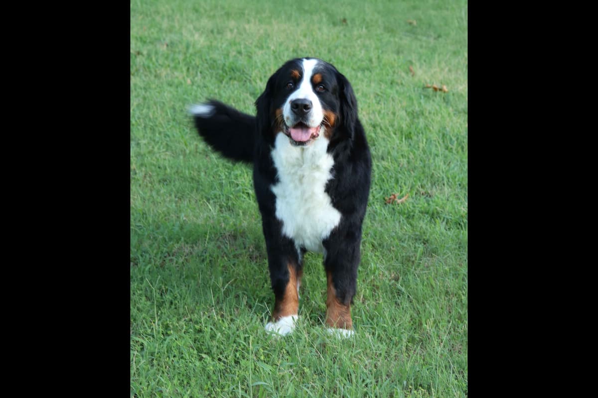Bernese Mountain Dog Puppies breeder image 8