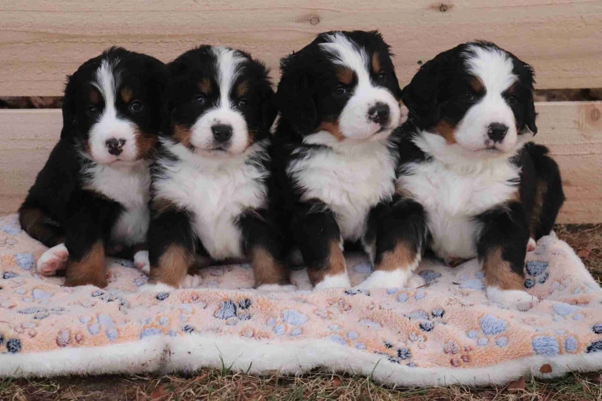 Bernese Mountain Dog Puppies breeder image 20