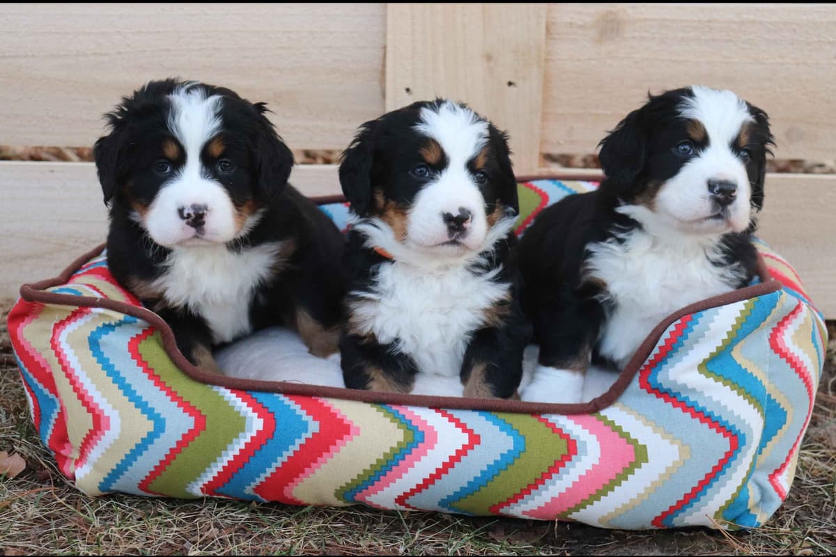Bernese Mountain Dog Puppies breeder image 21