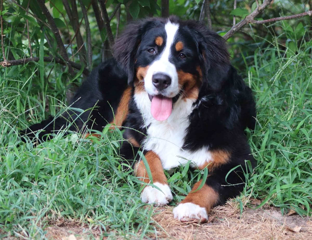 Bernese Mountain Dog Puppies breeder image 9