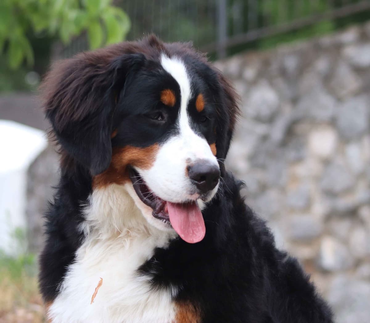 Bernese Mountain Dog Puppies breeder image 11