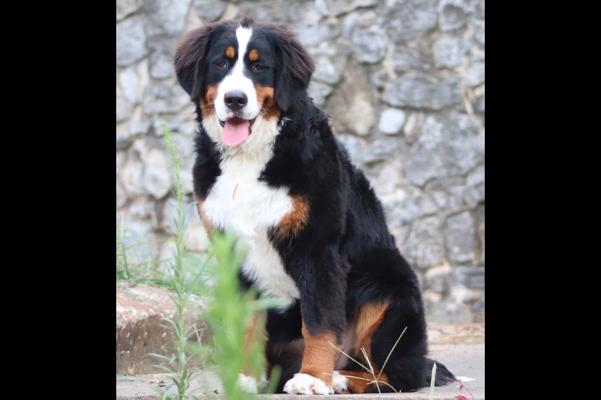 Bernese Mountain Dog Puppies breeder image 10