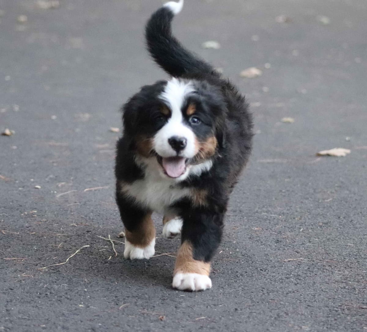 Bernese Mountain Dog Puppies breeder image 15